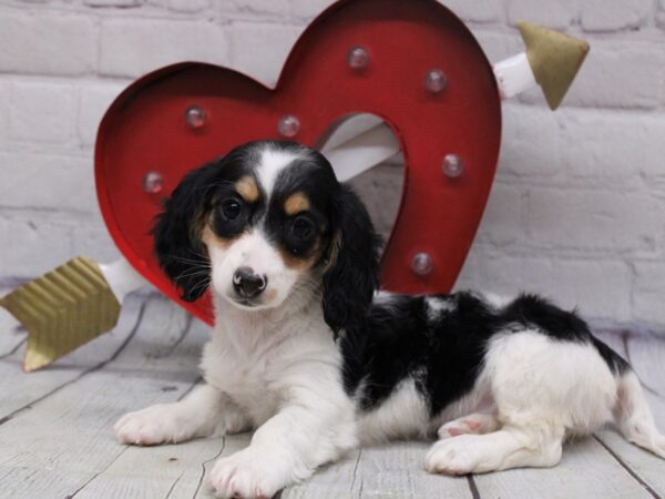 Miniature Dachshund-DOG-Female-Black & Tan Piebald-16839-Petland Wichita, Kansas