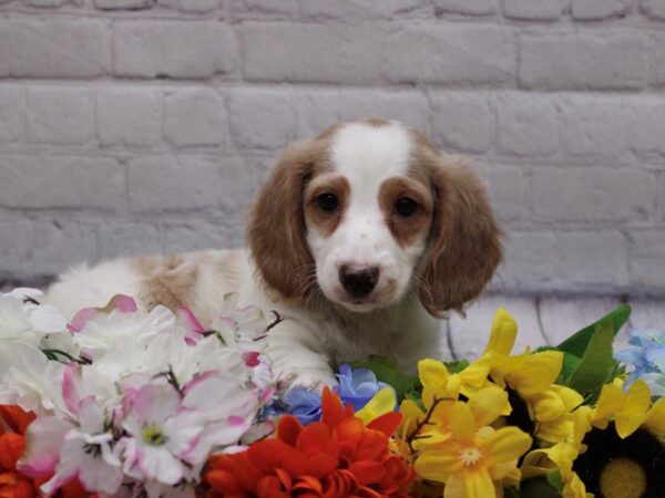 Miniature Dachshund-DOG-Male-Lemon Piebald-16838-Petland Wichita, Kansas
