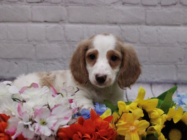 Miniature Dachshund DOG Male Lemon Piebald 16838 Petland Wichita, Kansas