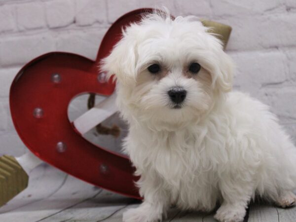 F1B Morkie-DOG-Male-White-16836-Petland Wichita, Kansas