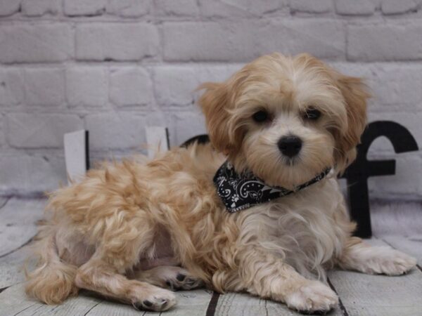 F1B Morkie-DOG-Male-Gold-16834-Petland Wichita, Kansas