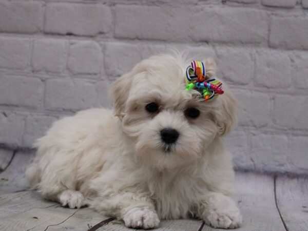 F1B Morkie-DOG-Female-White-16837-Petland Wichita, Kansas