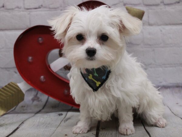 F1B Morkie-DOG-Male-White-16835-Petland Wichita, Kansas