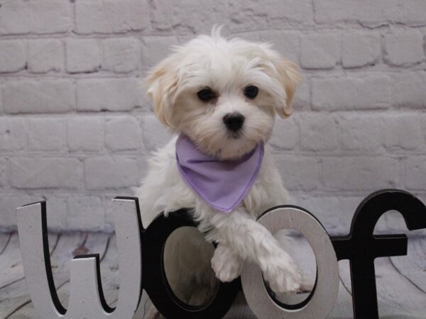 Toy MaltiPoo DOG Female White 16833 Petland Wichita, Kansas