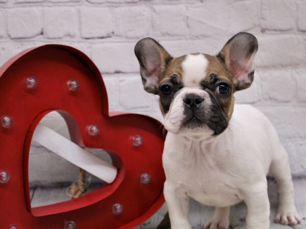 French Bulldog DOG Female Sable & White Piebald 16862 Petland Wichita, Kansas