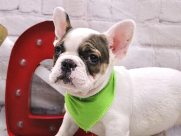 French Bulldog DOG Male Sable & White Piebald 16861 Petland Wichita, Kansas