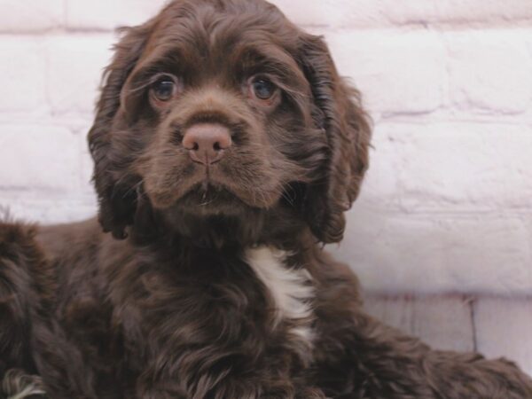 Cocker Spaniel DOG Female Chocolate 16860 Petland Wichita, Kansas