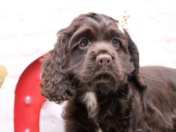 Cocker Spaniel DOG Female Chocolate 16859 Petland Wichita, Kansas