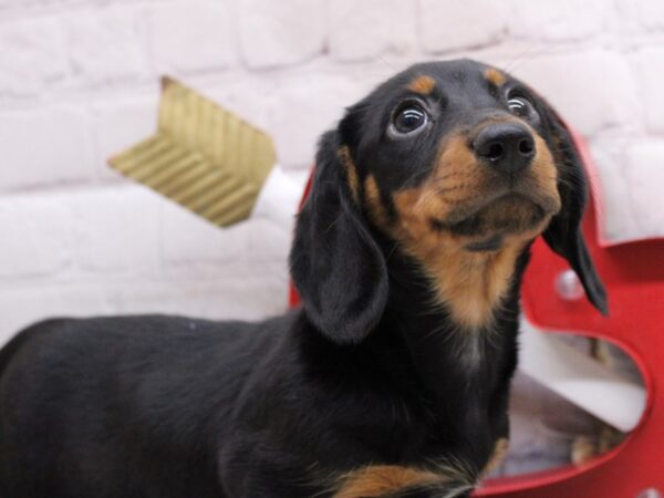 Miniature Dachshund-DOG-Female-Black & Tan-16858-Petland Wichita, Kansas