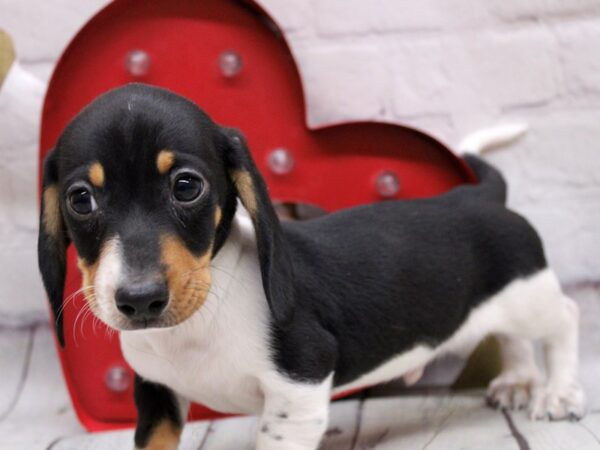 Miniature Dachshund-DOG-Male-Tri Piebald-16857-Petland Wichita, Kansas