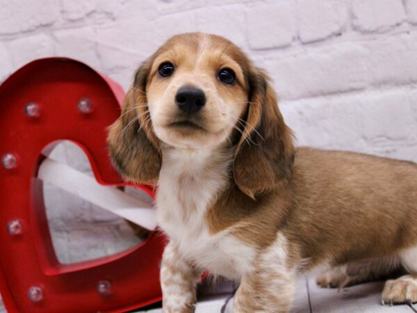 Miniature Dachshund-DOG-Male-Red & White Piebald-16856-Petland Wichita, Kansas