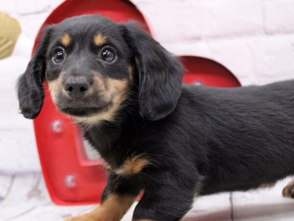 Miniature Dachshund-DOG-Male-Black & Tan-16855-Petland Wichita, Kansas
