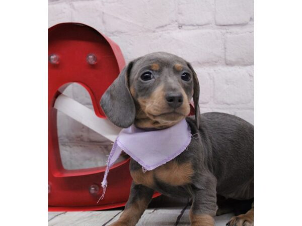 Miniature Dachshund-DOG-Female-Isabella Blue & Fawn-16854-Petland Wichita, Kansas