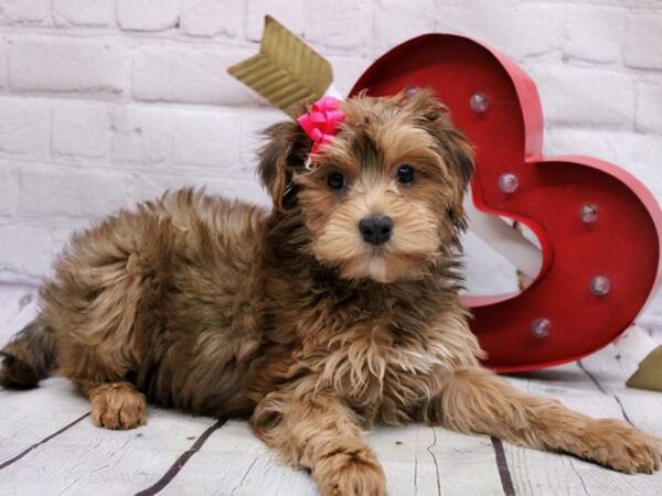 Toy YorkiePoo DOG Female Red 16853 Petland Wichita, Kansas