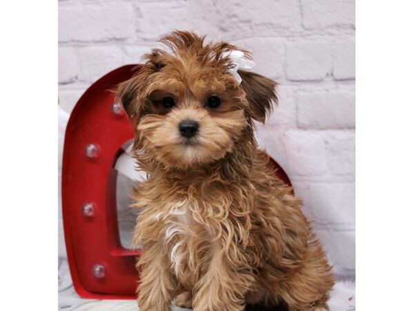 Toy YorkiePoo DOG Female Red 16851 Petland Wichita, Kansas