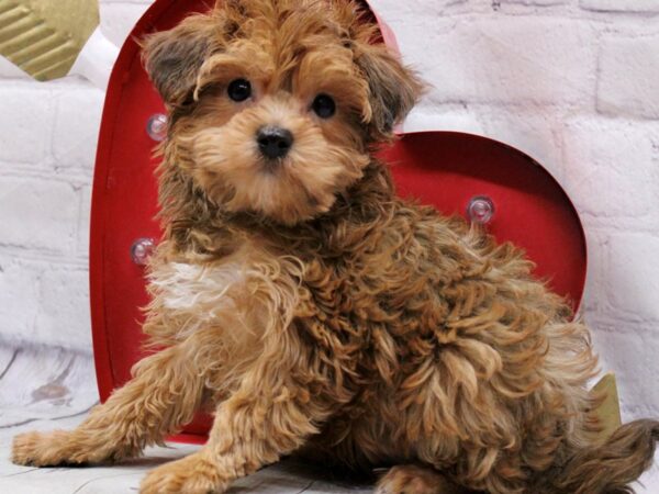 Toy YorkiePoo DOG Male Red 16850 Petland Wichita, Kansas