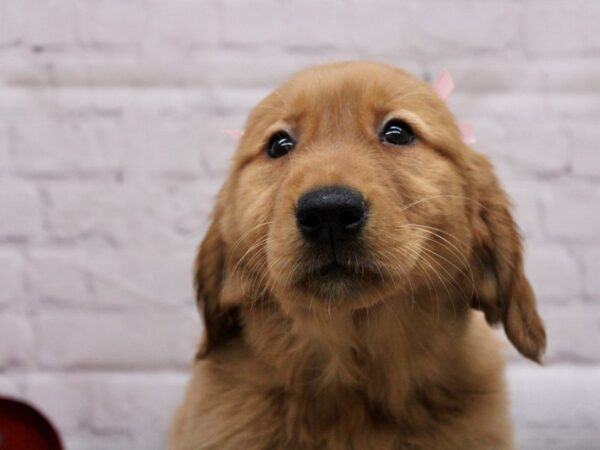 Golden Retriever-DOG-Female-Red-16863-Petland Wichita, Kansas