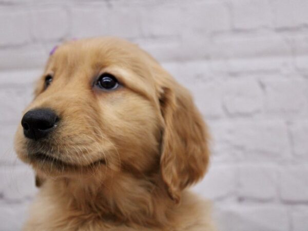 Golden Retriever-DOG-Female-Red-16864-Petland Wichita, Kansas