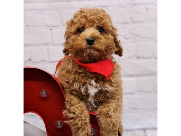 Miniature Poodle DOG Male Red & White 16880 Petland Wichita, Kansas