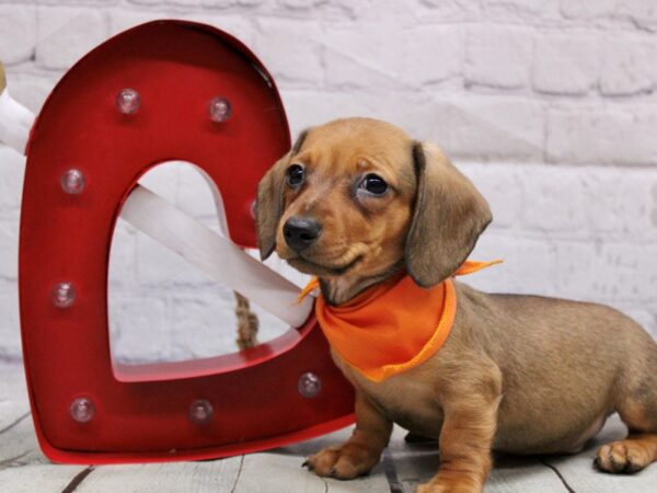 Miniature Dachshund-DOG-Male-Wild Boar-16866-Petland Wichita, Kansas