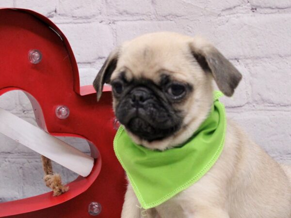 Pug-DOG-Male-Fawn-16870-Petland Wichita, Kansas