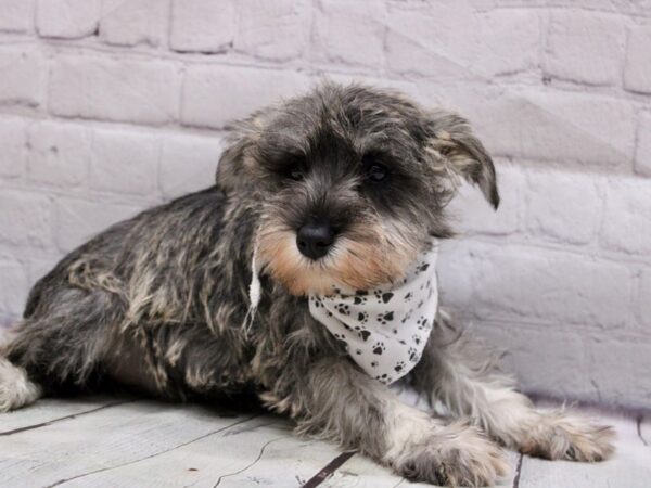 Miniature Schnauzer DOG Male Salt & Pepper 16879 Petland Wichita, Kansas