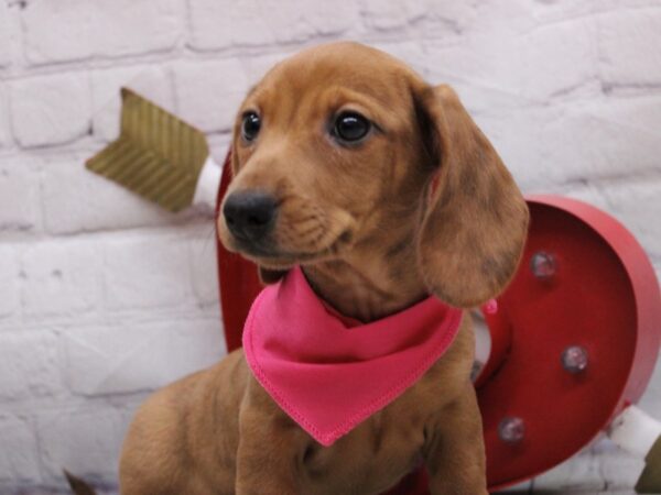 Miniature Dachshund-DOG-Female-Red-16878-Petland Wichita, Kansas