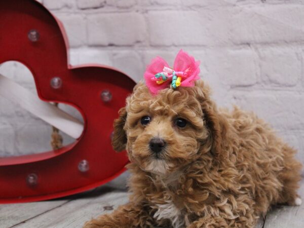 Miniature Poodle DOG Female Red & White 16882 Petland Wichita, Kansas