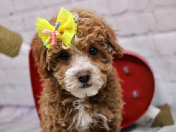 Miniature Poodle DOG Female Red & White 16883 Petland Wichita, Kansas