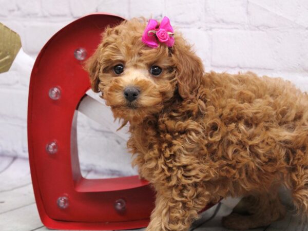 Miniature Poodle-DOG-Female-Red-16881-Petland Wichita, Kansas