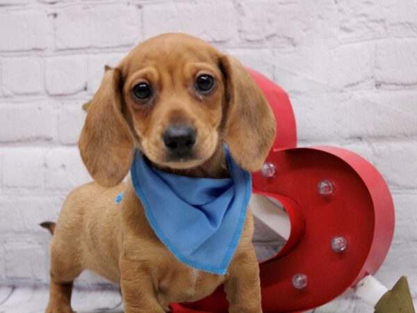 Miniature Dachshund-DOG-Male-Red-16877-Petland Wichita, Kansas