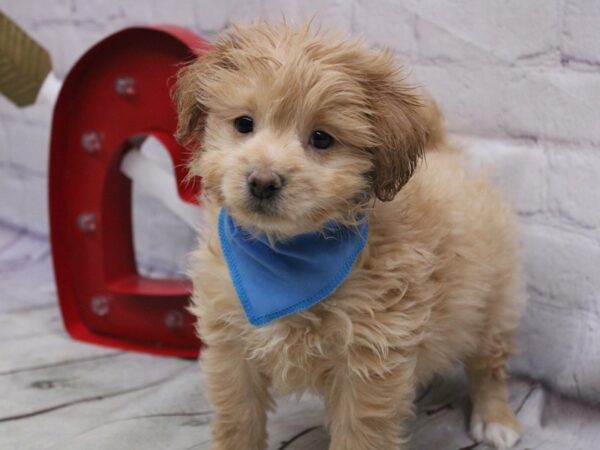 Toy Pompoo-DOG-Male-Gold-16873-Petland Wichita, Kansas