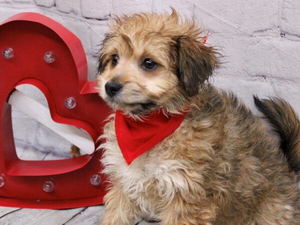 Toy Pompoo-DOG-Female-Sable-16875-Petland Wichita, Kansas