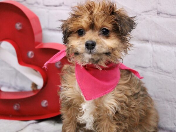 Toy Pompoo DOG Female Red Sable 16874 Petland Wichita, Kansas