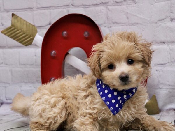 Toy Pompoo-DOG-Male-Gold-16872-Petland Wichita, Kansas