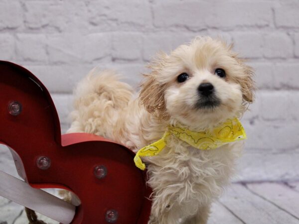 Toy Pompoo DOG Male Cream 16871 Petland Wichita, Kansas