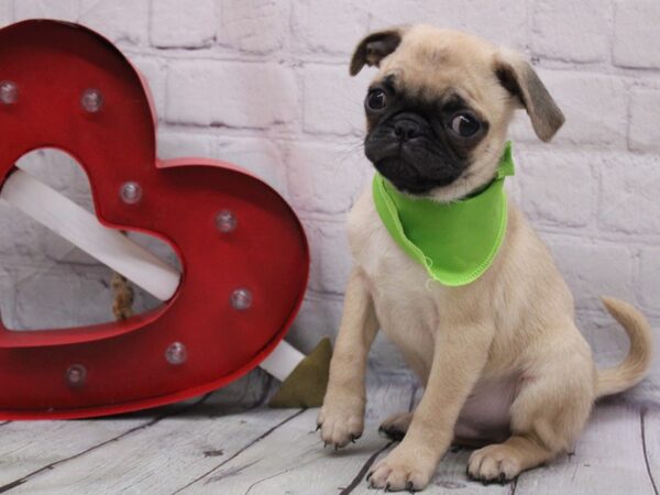 Pug DOG Male Fawn 16868 Petland Wichita, Kansas