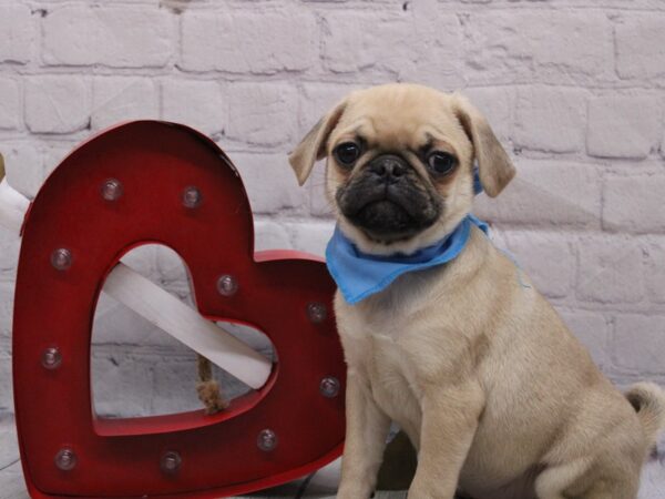 Pug-DOG-Male-Fawn-16869-Petland Wichita, Kansas