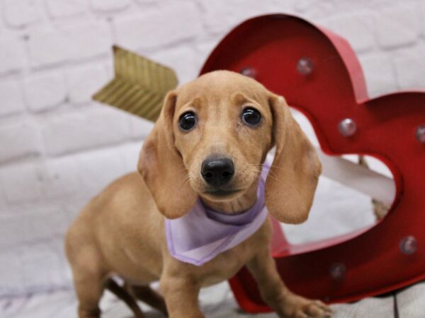 Miniature Dachshund-DOG-Female-Isabella Cream-16867-Petland Wichita, Kansas