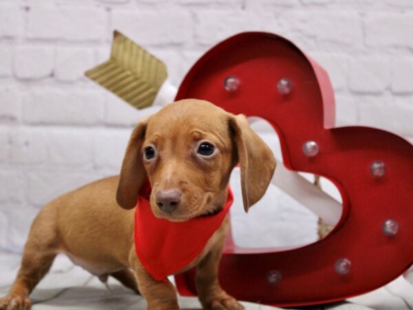 Miniature Dachshund-DOG-Male-Red-16865-Petland Wichita, Kansas