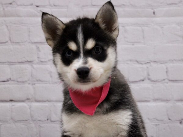 Pomsky 2nd Gen DOG Female Black & White 16890 Petland Wichita, Kansas