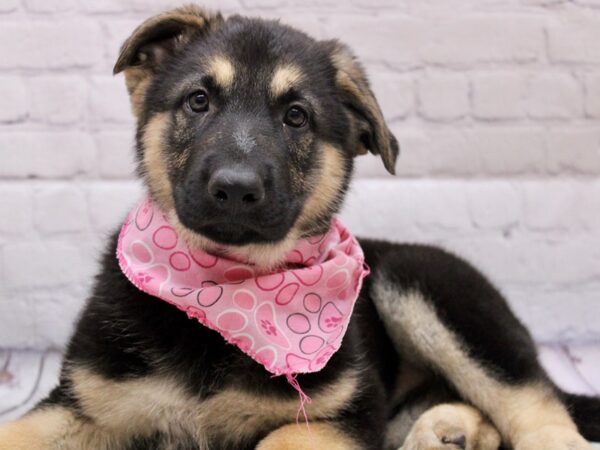 German Shepherd DOG Female Black & Tan 16898 Petland Wichita, Kansas