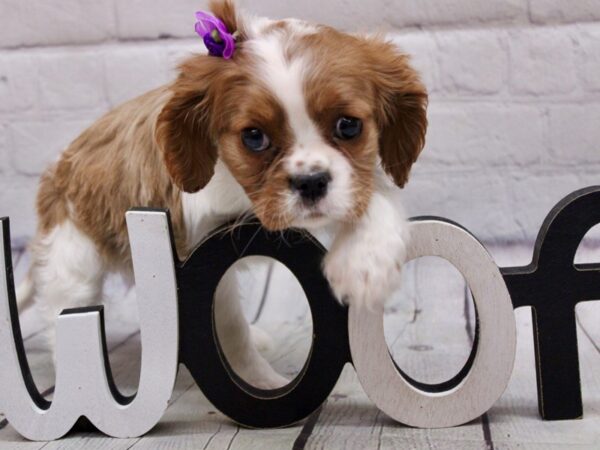 Cavalier King Charles Spaniel-DOG-Female-Blenheim-16892-Petland Wichita, Kansas