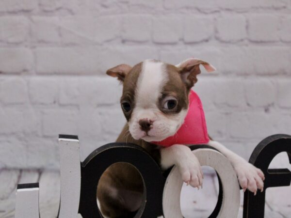 Boston Terrier-DOG-Female-Red Tuxedo-16889-Petland Wichita, Kansas