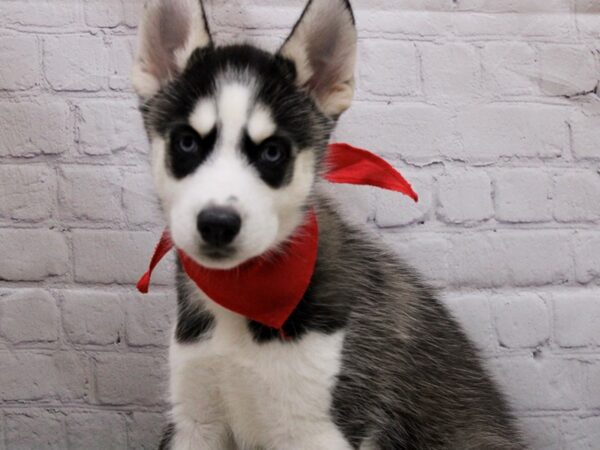 Siberian Husky DOG Male Black & White 16902 Petland Wichita, Kansas