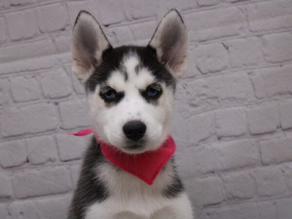 Siberian Husky DOG Female Black & White 16901 Petland Wichita, Kansas