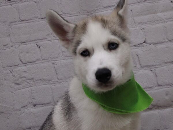 Siberian Husky DOG Male Silver 16900 Petland Wichita, Kansas