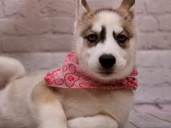 Siberian Husky DOG Female Grey & White 16899 Petland Wichita, Kansas