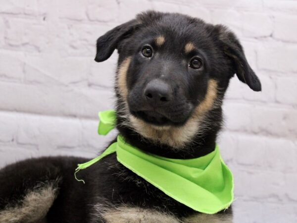 German Shepherd-DOG-Male-Black & Tan-16897-Petland Wichita, Kansas