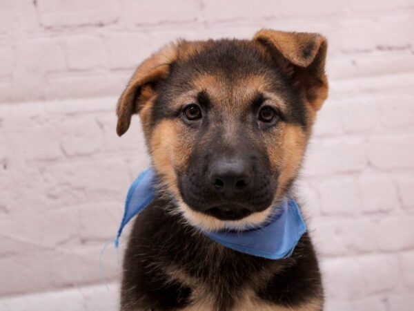 German Shepherd DOG Male Black & Tan 16896 Petland Wichita, Kansas